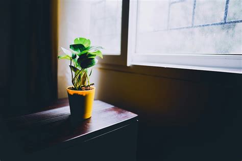 大門口擋煞植物|大門口適合放什麼植物？化煞招財必學指南 